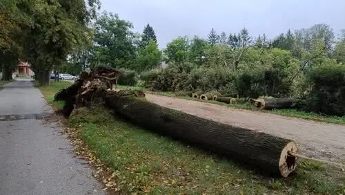 Gmina Sokoły sprzedaje lipę drobnolistną z wywrotu w Krzyżewie