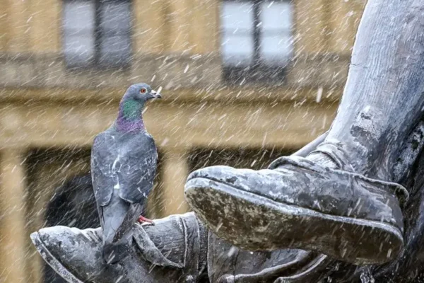Czyżew wybrał symbol gminy. Figurka Czyżyka czeka na imię
